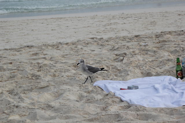 a casual bird walk - free image