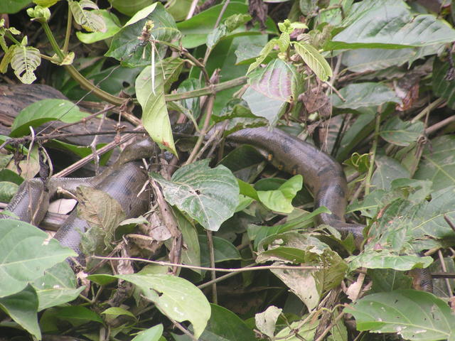 anaconda - free image