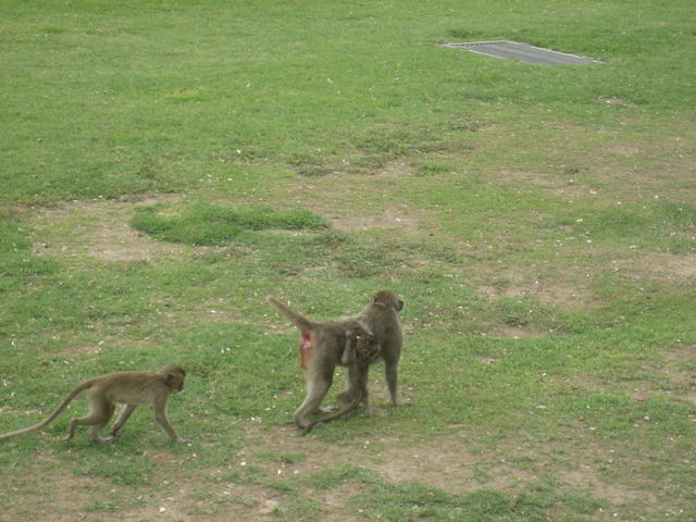 ape with baby - free image