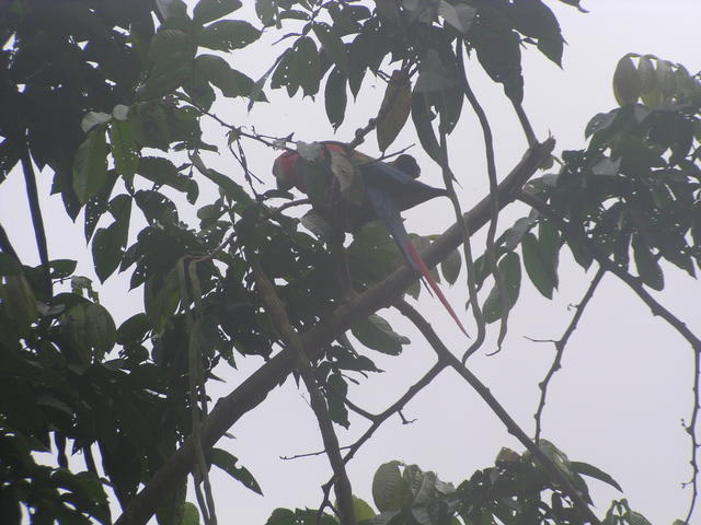 Ara on the tob - free image