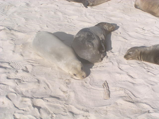 baby sea lions - free image