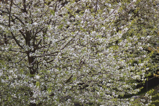 beautiful flowers - free image