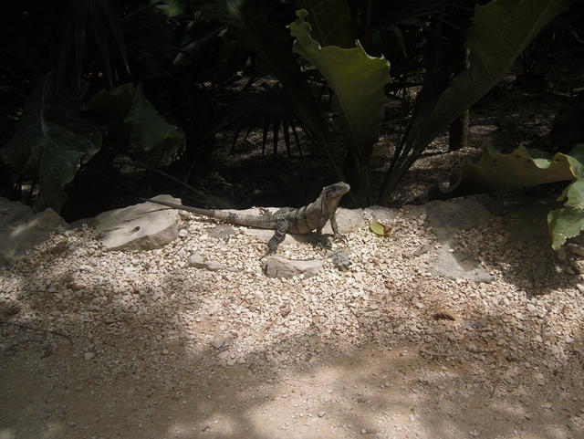 big land lizard - free image