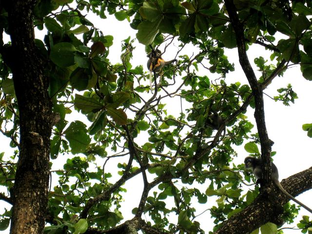 big tree - free image