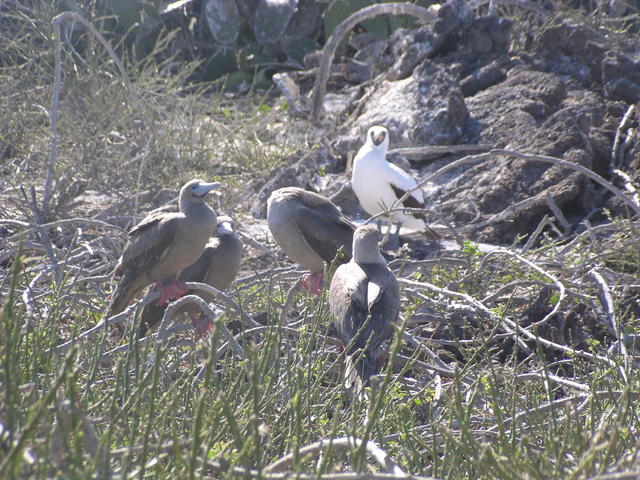 Blue-footed and Masked Boobie - free image