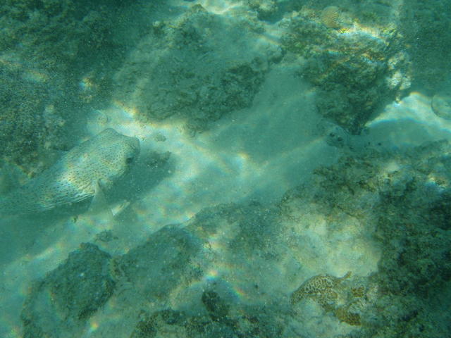 camouflaging puffer - free image