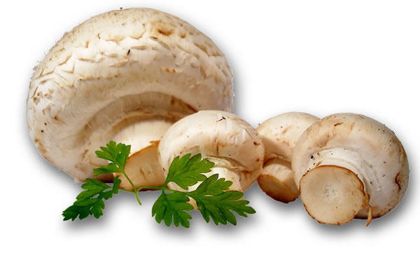 Champignons - free image