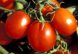 Cluster of fresh tomatoes
