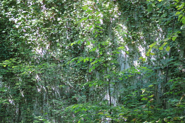 creepers - free image