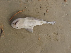 Dead Shark