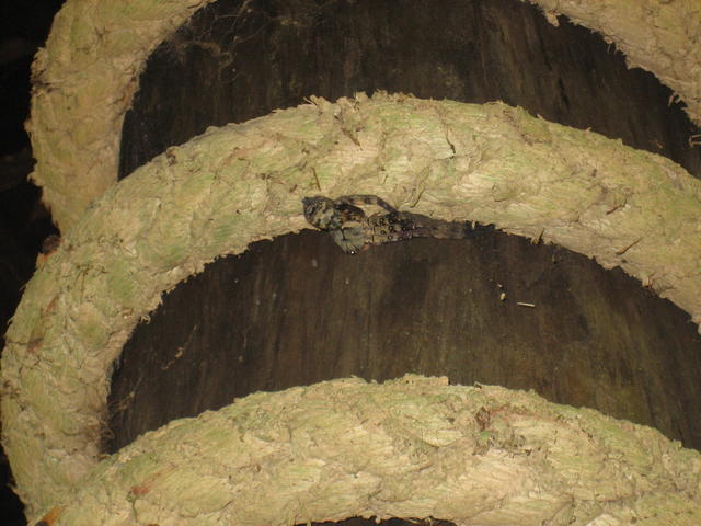 death of a spider - free image