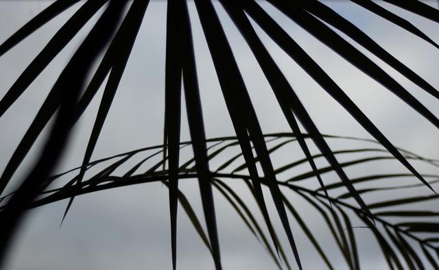 decorative tree - free image