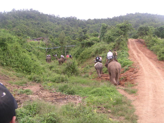 elephant safari - free image