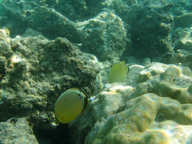 emperor angel - free image