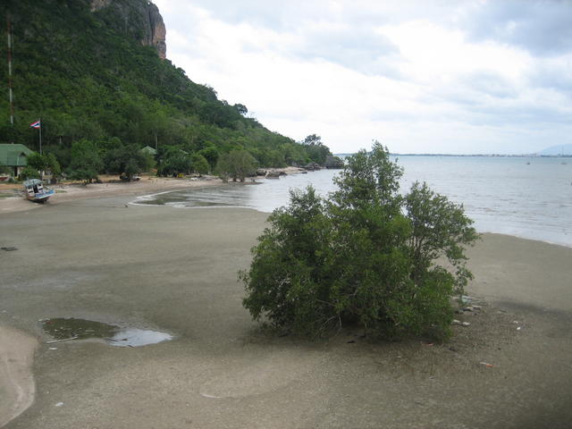 Evergreen shrub - free image