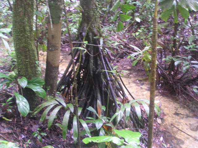 forest plants - free image