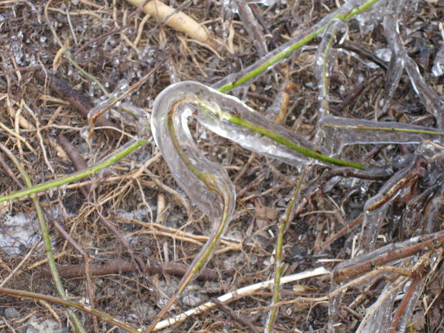 frozen life - free image