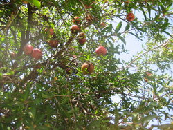 fruits in tree