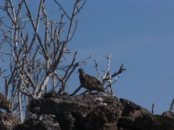 Galapagos dove