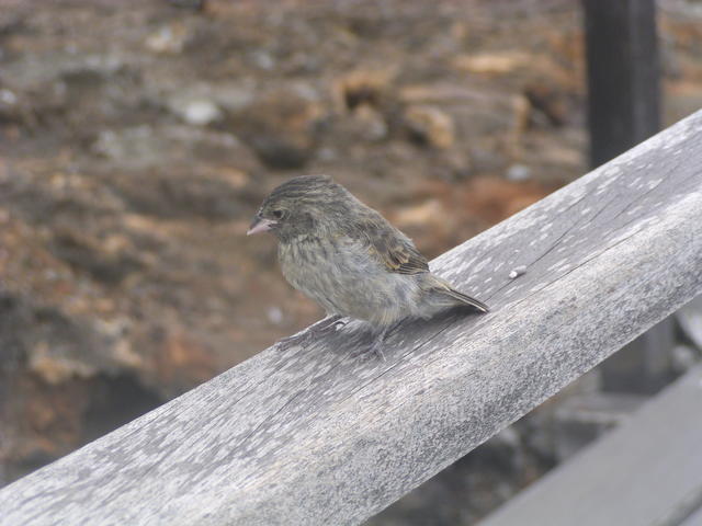 Galapagos Flycatchers - free image