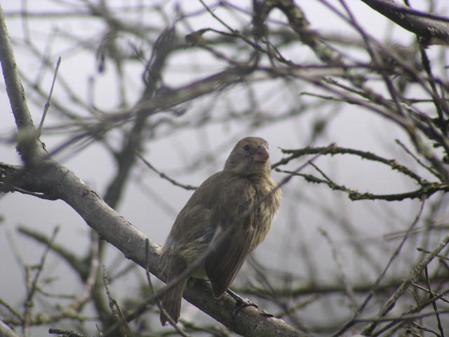 Galapagos Martin - free image