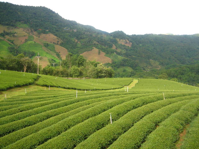 Garden Valley - free image