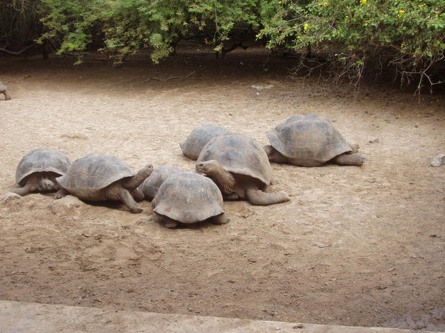 Giant tortoise - free image