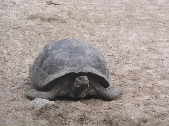 Giant tortoise - free image