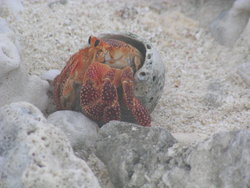 Hermit Crab