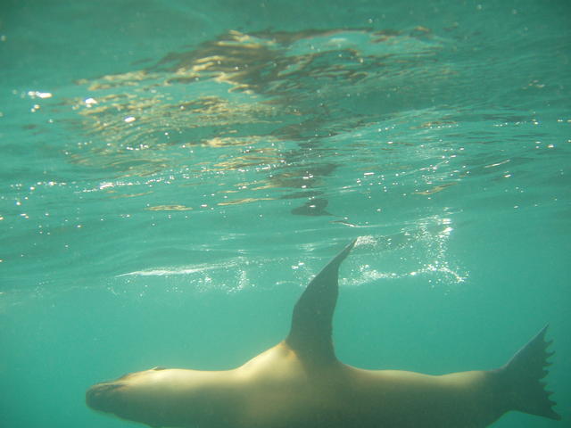 hunting seal - free image