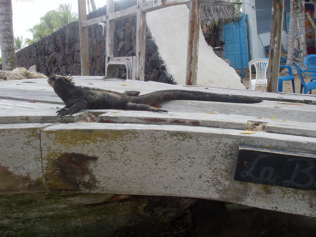 land iguana - free image