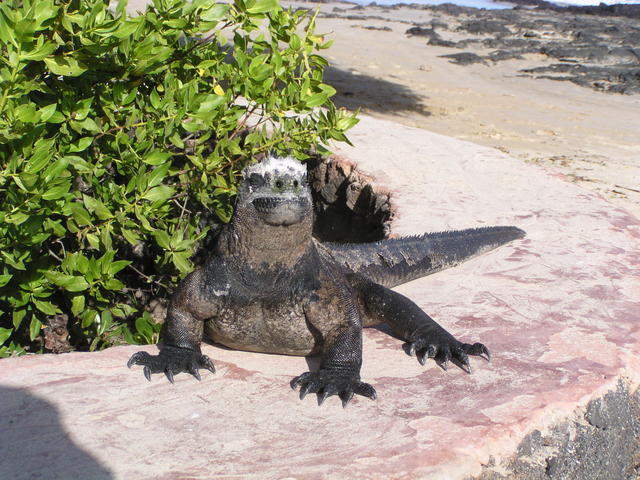 land iguana - free image