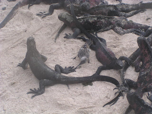 Land Iguana - free image