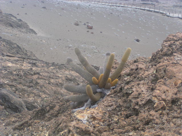 Lava cactus - free image