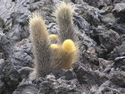 Lava cactus