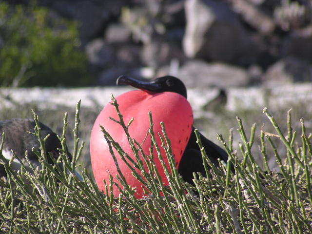 Magnificent Frigate Bird - free image
