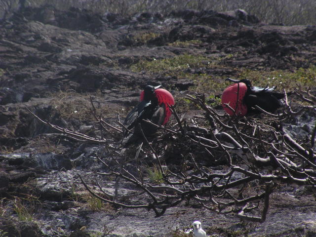 male frigatebirds - free image