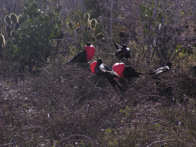 male frigates gathering - free image