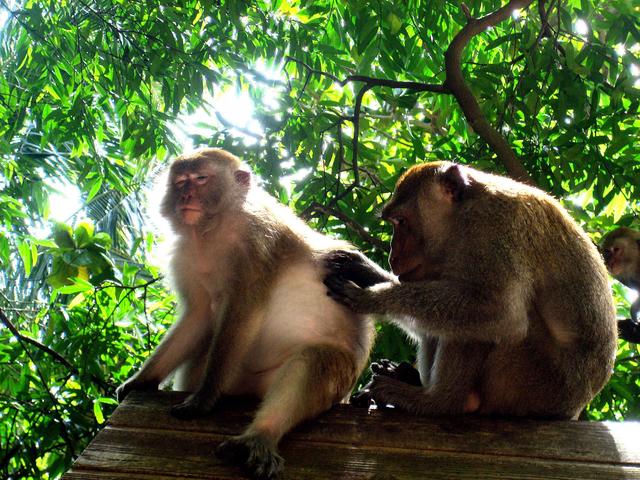 Message - free image