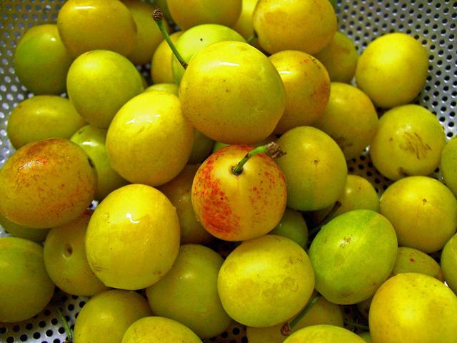 mirabelle plum - free image