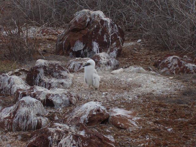 Nazca Booby Bird - free image