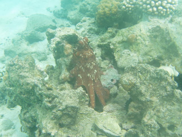 Octopus - free image