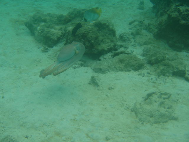 octopuss - free image