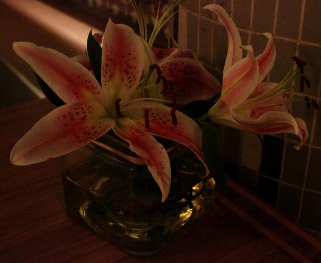 Orchids - free image