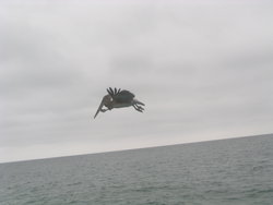Pelican