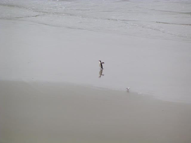 penguin - free image