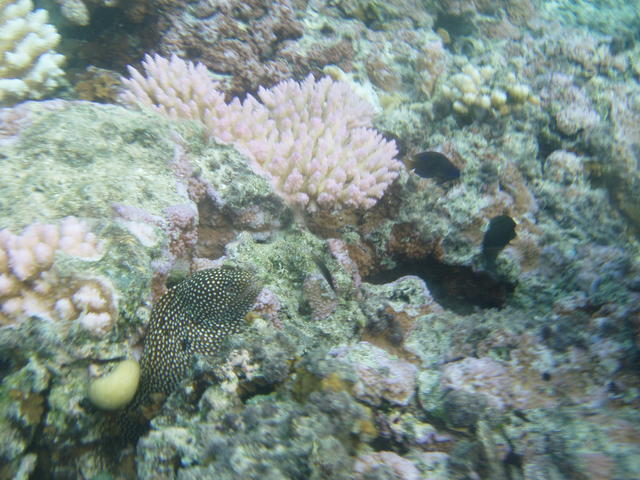 puffer fish - free image