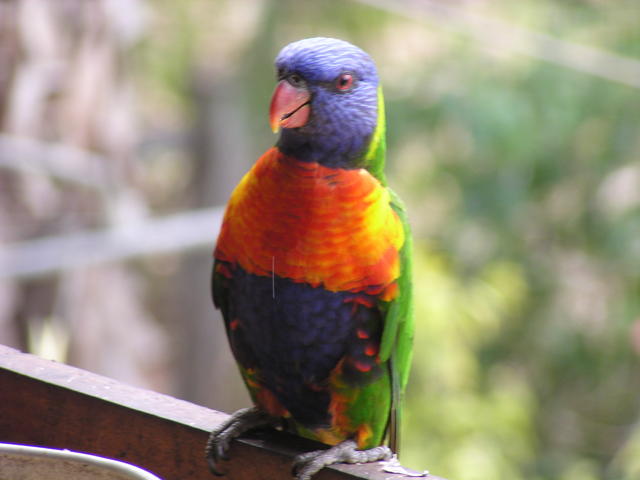 Rainbow parrot - free image