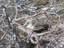 Red Footed Booby Bird
