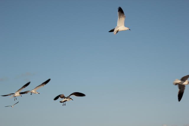 returning together - free image